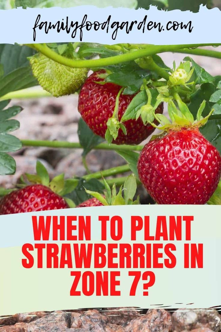 strawberries growing in the garden with text overlay that reads when to plant strawberries in zone 7?