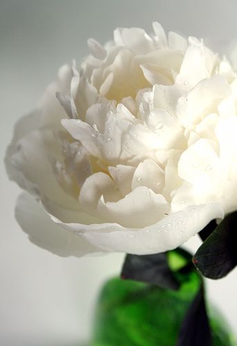 a white flower sitting in a green vase