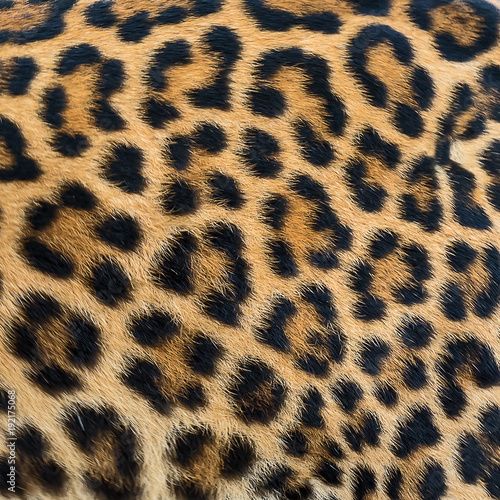 Leopard fur background. | Cheetah print wallpaper, Animal print ...