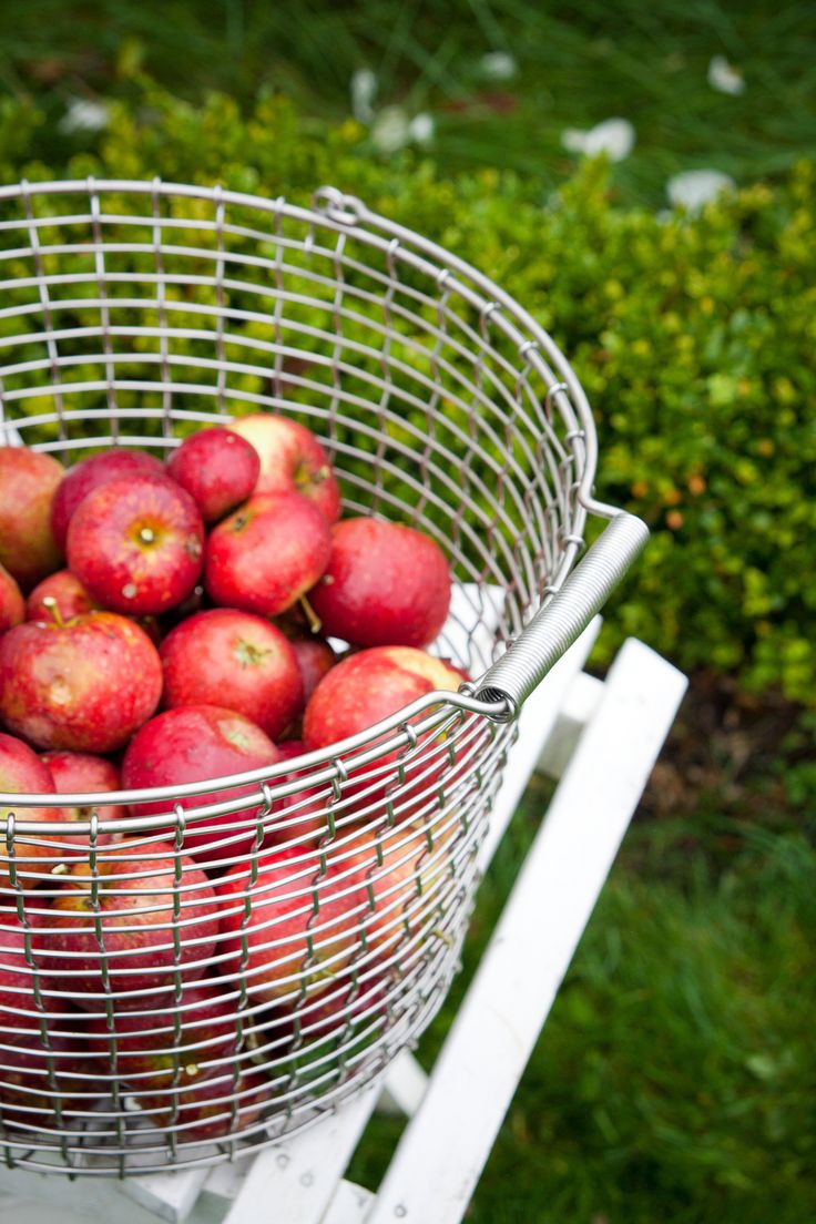 a metal basket filled with red apples sitting on top of a white chair in the grass