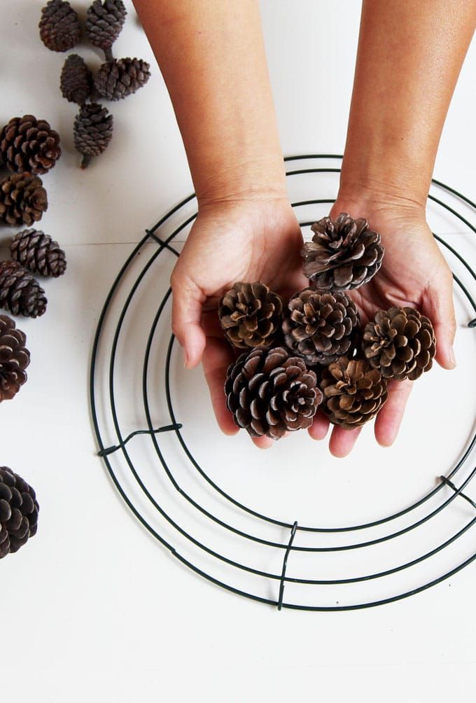 two hands holding pine cones in front of a circle of pine cones on a white surface