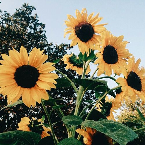 the sunflowers are blooming very bright in the day's sunlight,