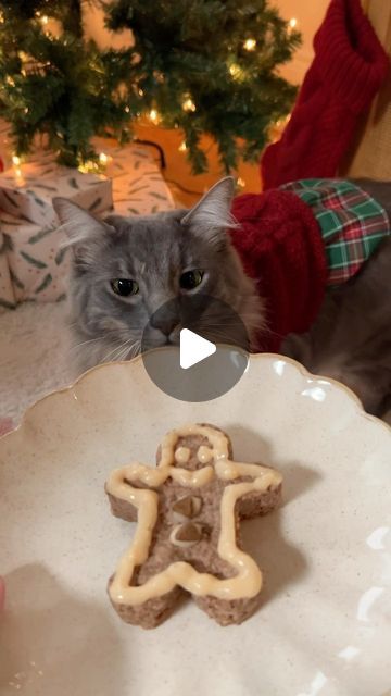 a cat is looking at a plate with cookies on it