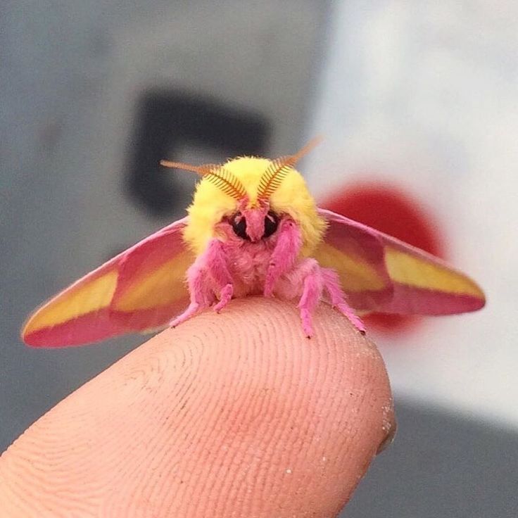 a small yellow and pink insect sitting on top of a finger