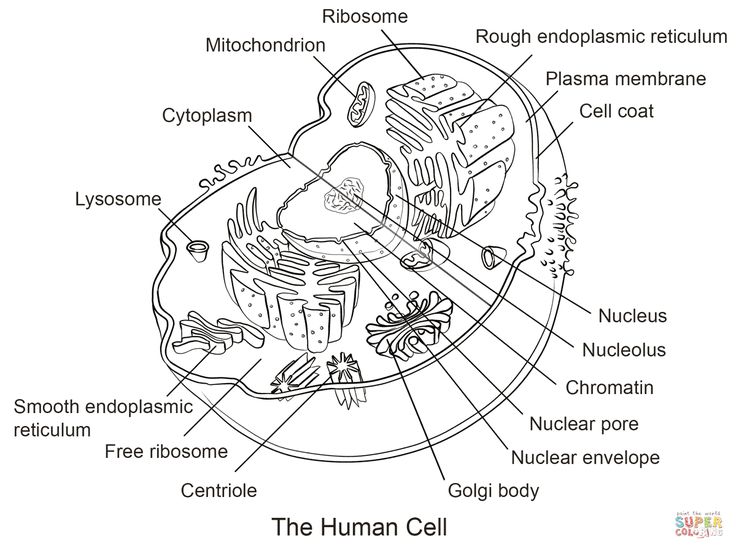 an animal cell diagram with all the parts labeled in it's own text area