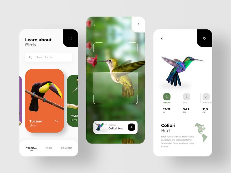 three mobile phone screens with birds on them