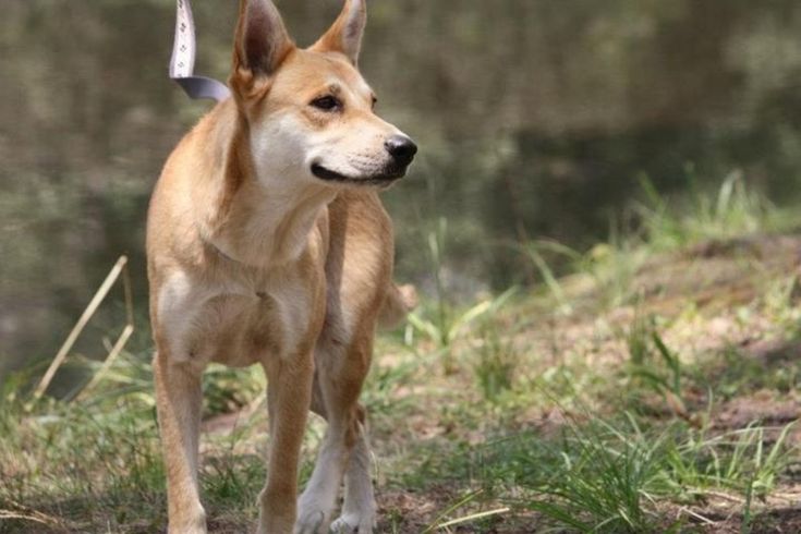 a brown dog standing on top of a grass covered field