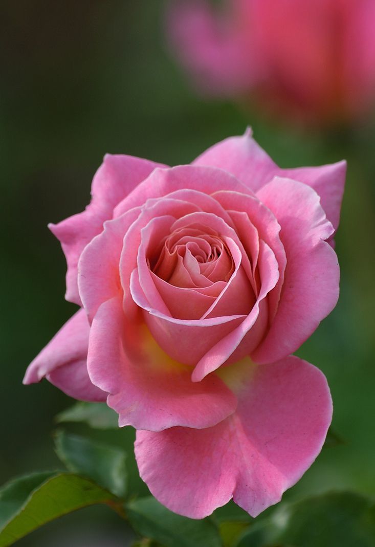 a pink rose with green leaves in the background