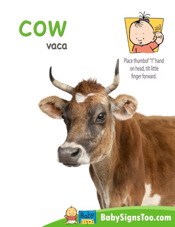 a brown cow with horns standing in front of a baby sign that says cow vaca