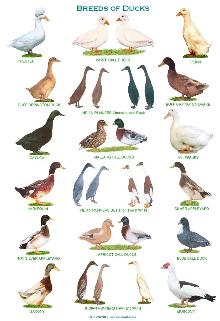 Duck Species Identification Chart