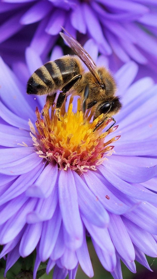 a bee sitting on top of a purple flower