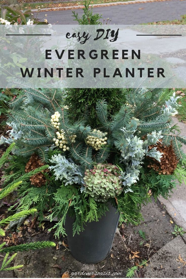 How To Make An Evergreen Winter Planter | Container Gardening Christmas Planters Diy, Evergreen Planters, Evergreen Container, Outside Planters, Front Door Planters, Front Porch Planters, Outdoor Christmas Planters, Holiday Planter, Porch Plants