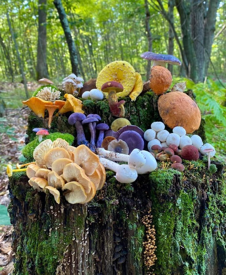 mushrooms growing on a tree stump in the woods