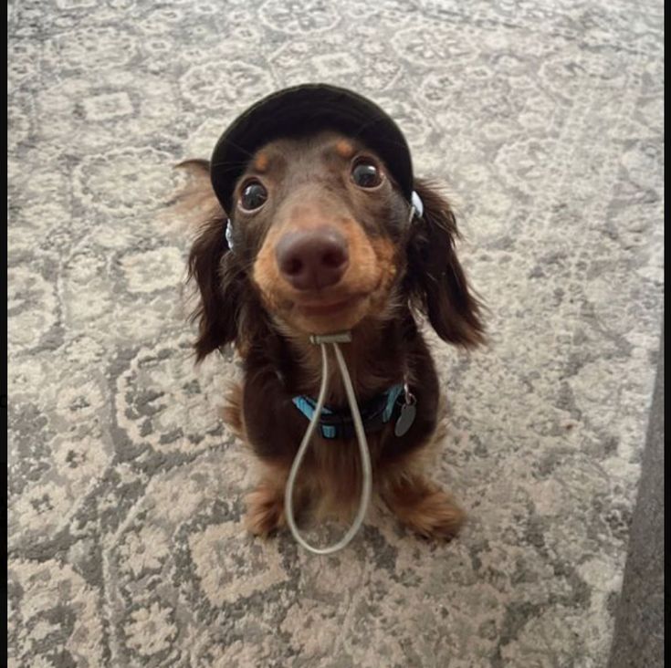 a small brown dog wearing a hat on top of it's head and listening to music