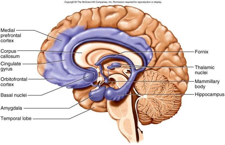 the human brain is labeled in blue and contains many different parts to it's structure