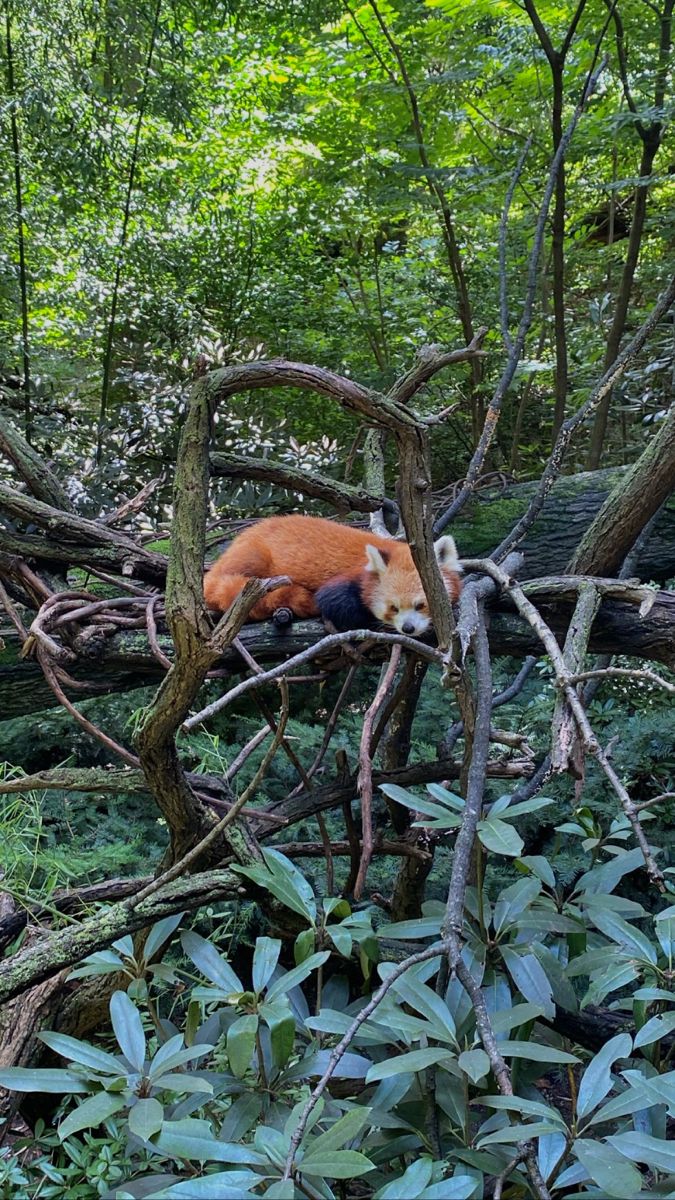 red panda bronx zoo baby animals Animals, Baby Animals, Bronx Zoo, Zoo Babies, Red Panda, Bronx, Red