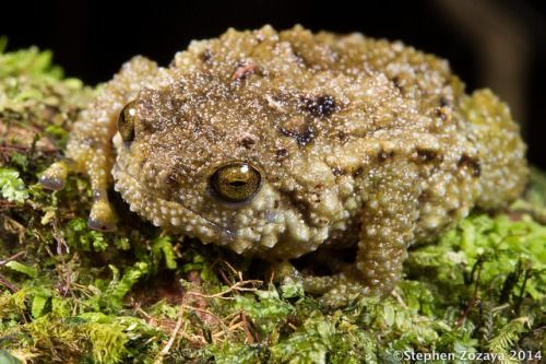 a close up of a frog on some moss