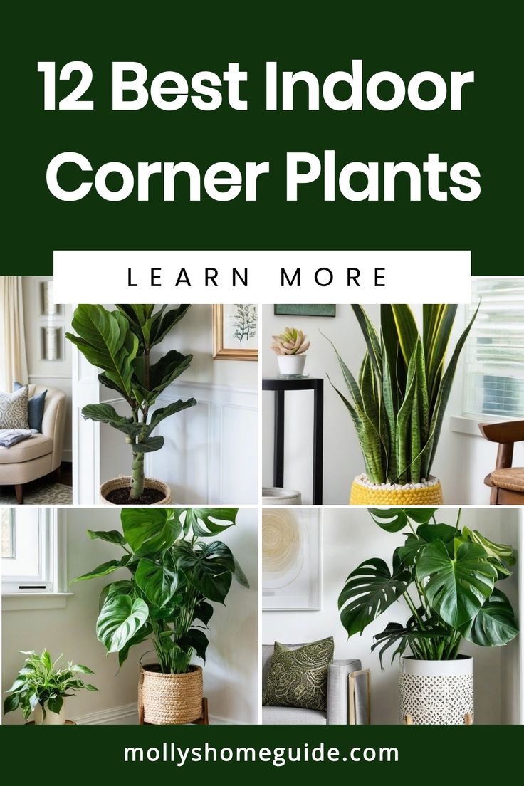 some houseplants and plants are featured in this collage with the words, 12 best