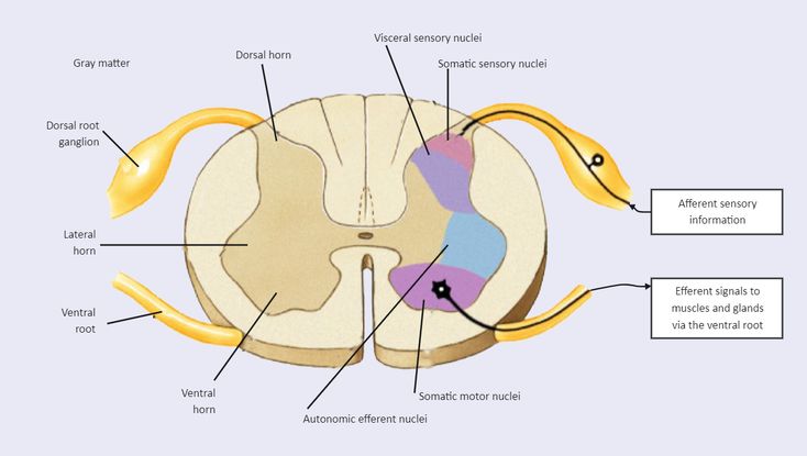 an image of the structure of the human eye showing all parts labeled in this diagram