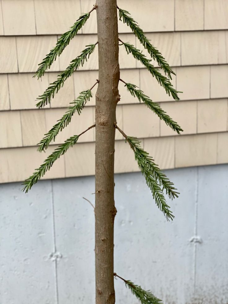 a small pine tree in front of a house with snow on the ground and one branch missing