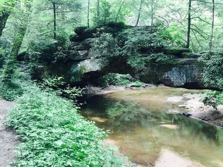 a river running through a lush green forest