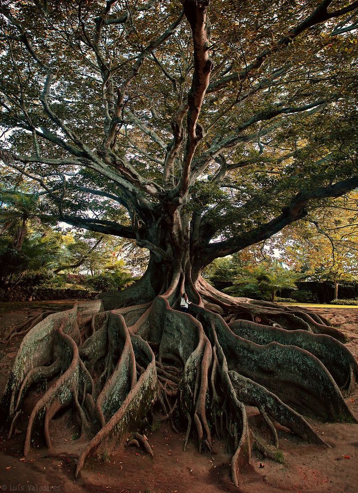 a large tree with its roots exposed in the ground