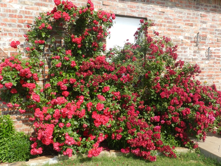 From my garden...red climbing roses that are breathtaking right now! Red Climbing Roses, Climbing Rose, Climbing Roses, My Garden, Backyard Garden, Red Peppercorn, Red Roses, Climbing, Right Now