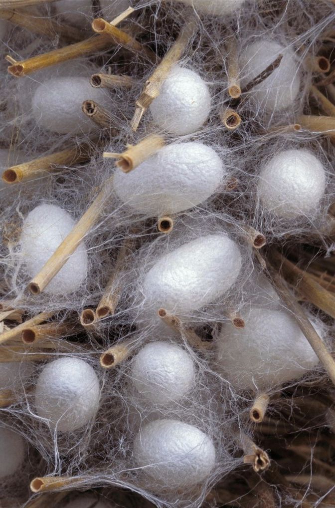 some white balls are sitting on top of each other in the grass and straws