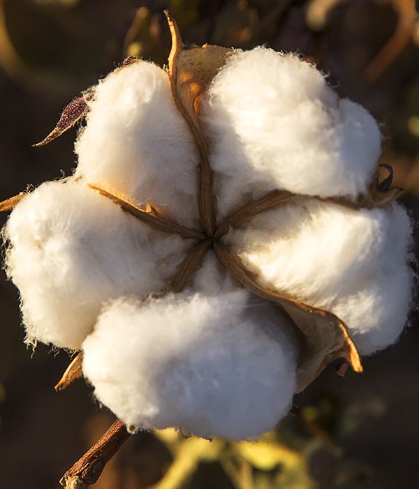 a cotton plant with some white flowers on it