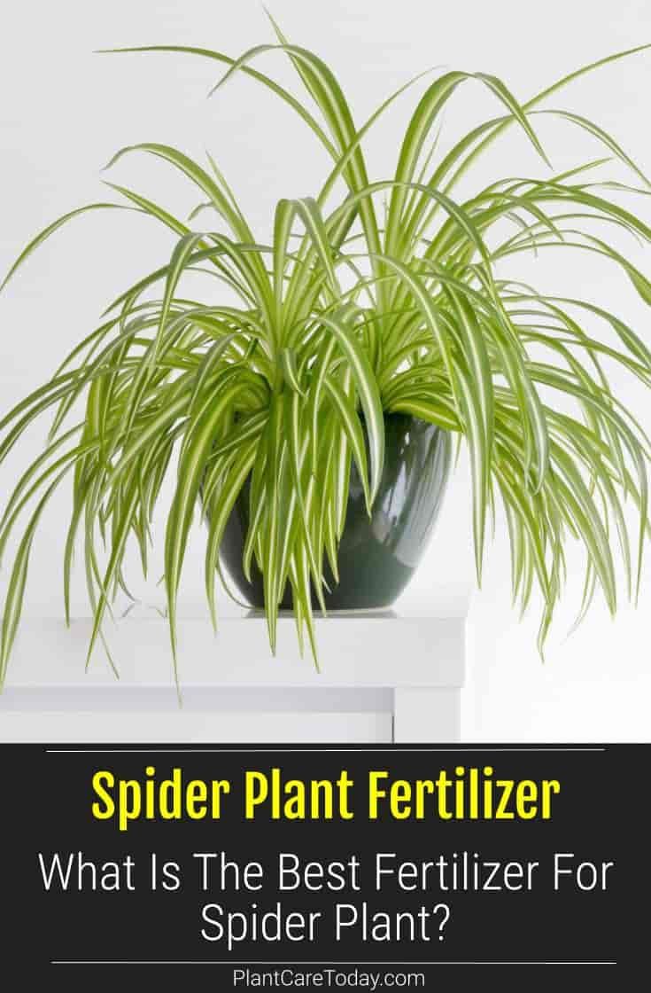 spider plant fertilizer what is the best fertitor for spider plant?