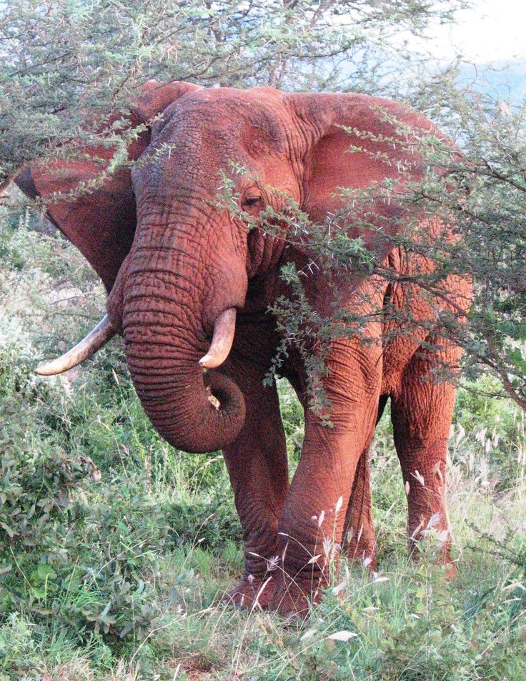 an elephant with tusks is standing in the grass