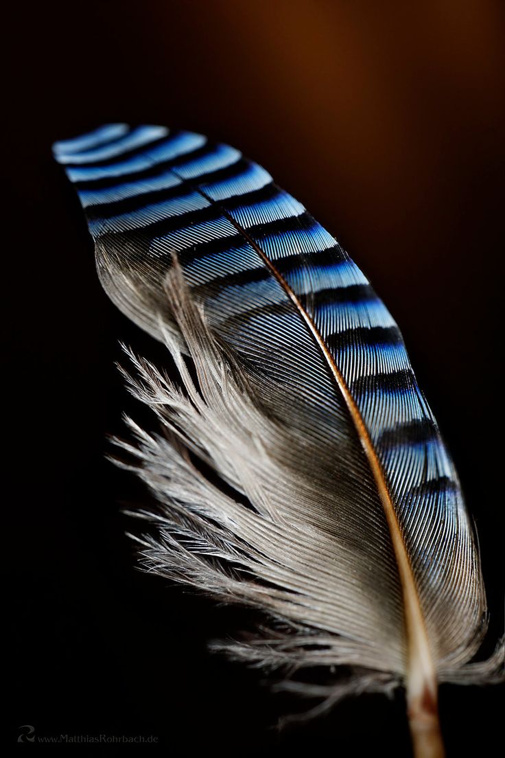 a close up view of a feather on a black background with blue and white feathers