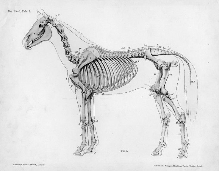 a horse skeleton is shown in this black and white drawing, with the lower half of it's body visible