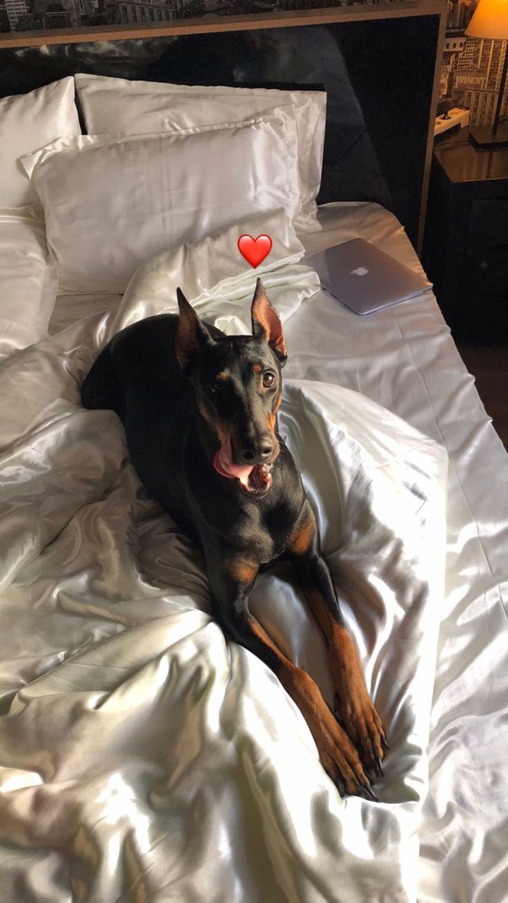 a black and brown dog laying on top of a white bed covered in sheets with a red heart