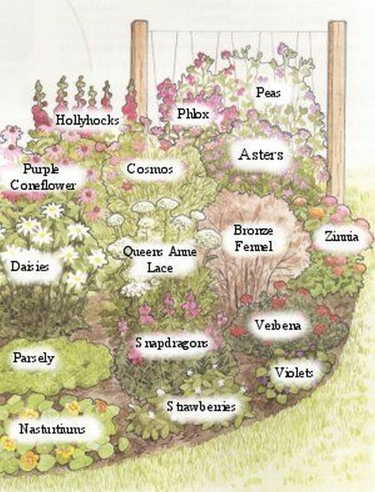 a garden plot with flowers and plants labeled in the center, including names for each plant