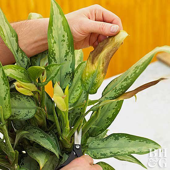 a person holding a potted plant with green leaves