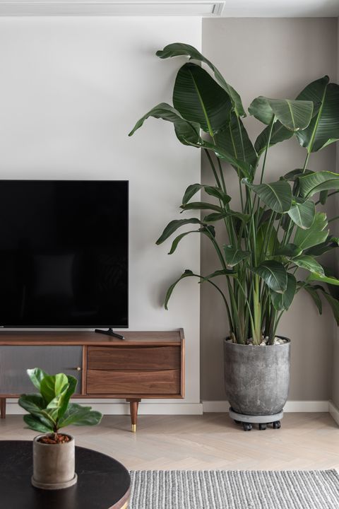 a living room with a large plant in the corner and a flat screen tv on the wall