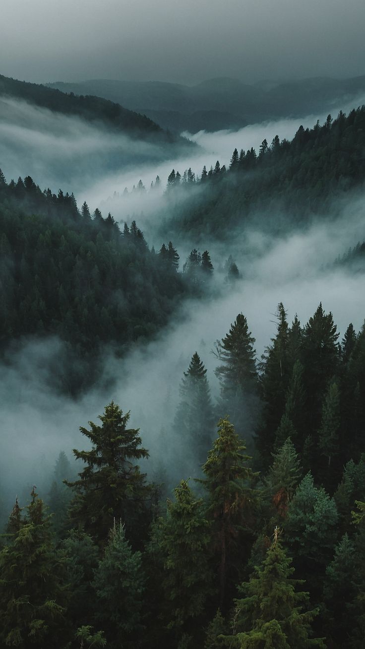 fog in the forest with pine trees and mountains behind it, as seen from above