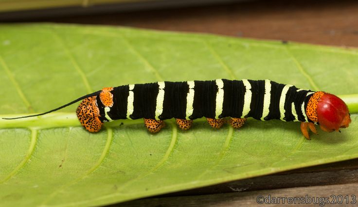 a red and black caterpillar sitting on top of a green leaf