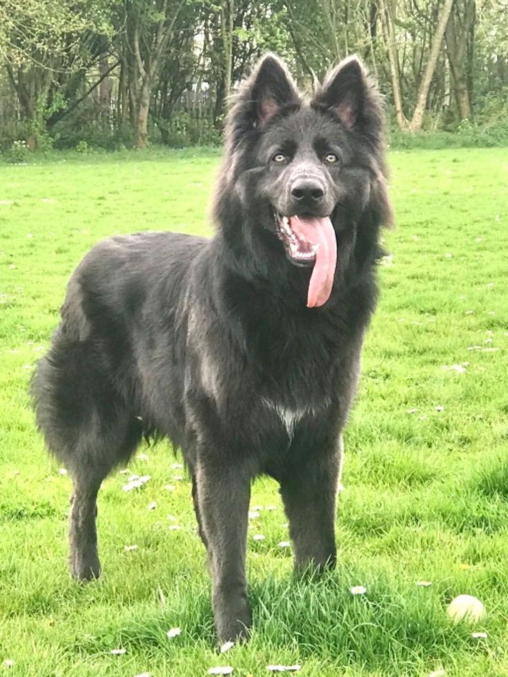 a large black dog standing on top of a lush green field with trees in the background