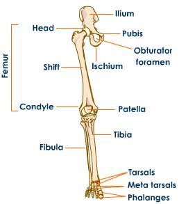 the bones and their major skeletal systems are labeled in this diagram, with labels on each side