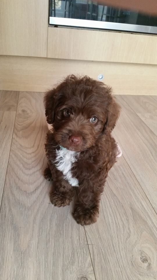 a small brown dog sitting on top of a wooden floor