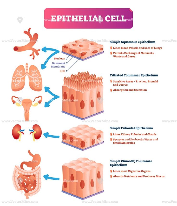 diagram of the structure and function of the epithellal cell stock illustration image