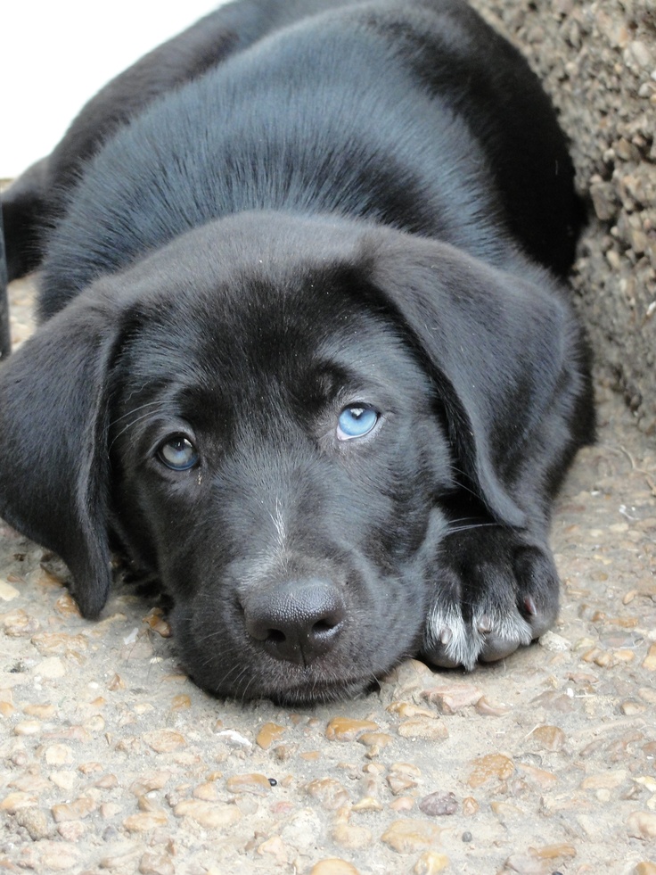 a close up of a dog laying on the ground