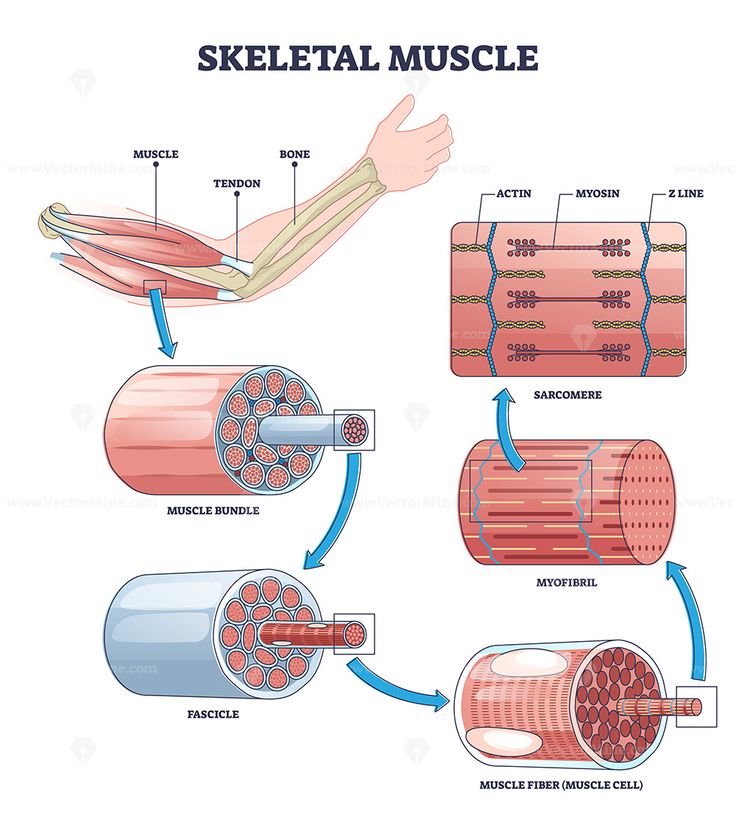 the skeletal muscles and their functions are labeled in this diagram, which shows how they work together