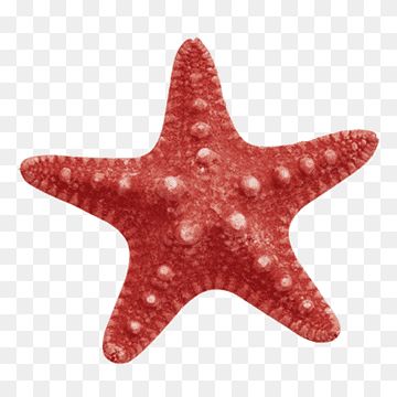 a red starfish on a white background