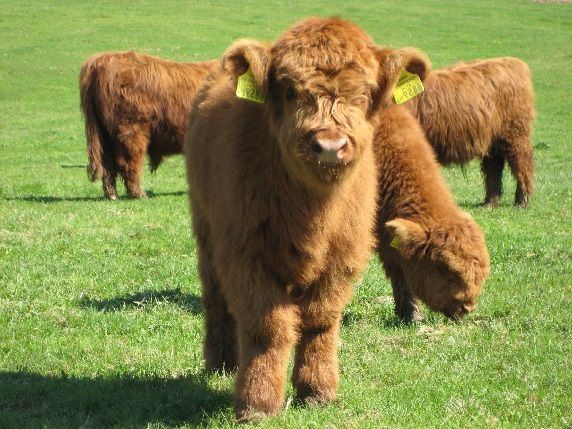 some very cute furry animals in a big grassy field with one looking at the camera