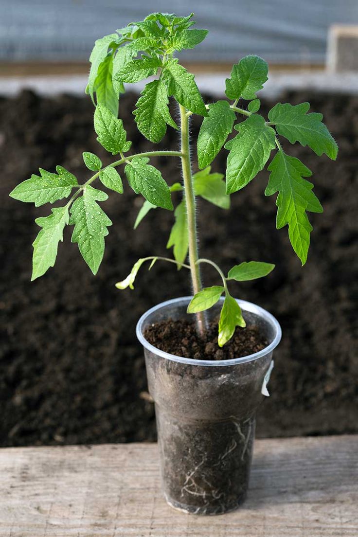 a small green plant in a pot on top of a wooden table next to some dirt