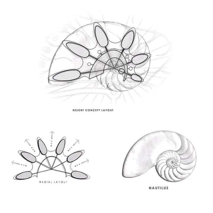 three different types of nautilus and their shells are shown in black and white