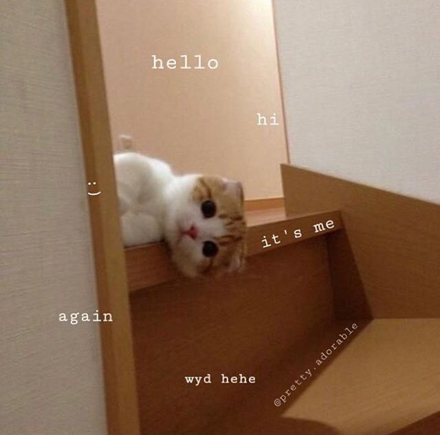 an orange and white cat laying on top of a wooden step next to a mirror